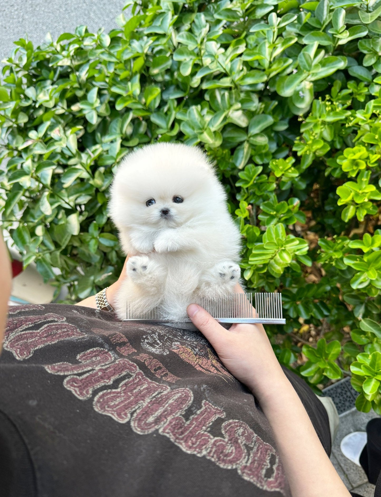 Pomeranian - Boo(Female) - Beautiful puppy teacup puppy with adorable features available for adoption from Velydog