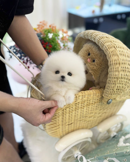 Pomeranian - Boom boom(Male) - Beautiful puppy teacup puppy with adorable features available for adoption from Velydog