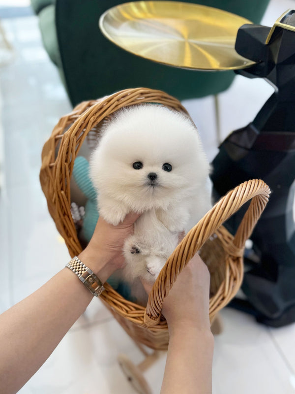 Pomeranian - Boom boom(Male) - Beautiful puppy teacup puppy with adorable features available for adoption from Velydog