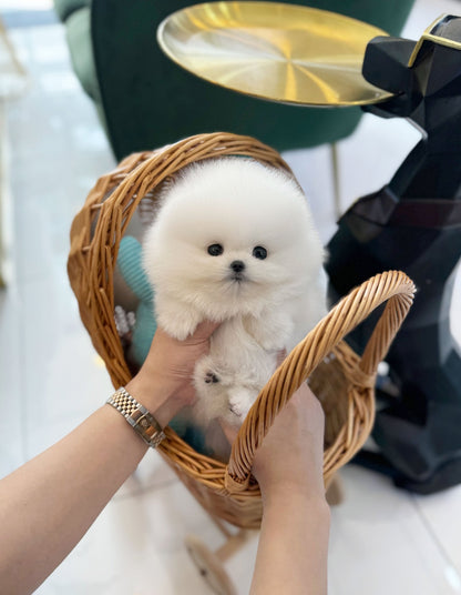 Pomeranian - Boom boom(Male) - Beautiful puppy teacup puppy with adorable features available for adoption from Velydog