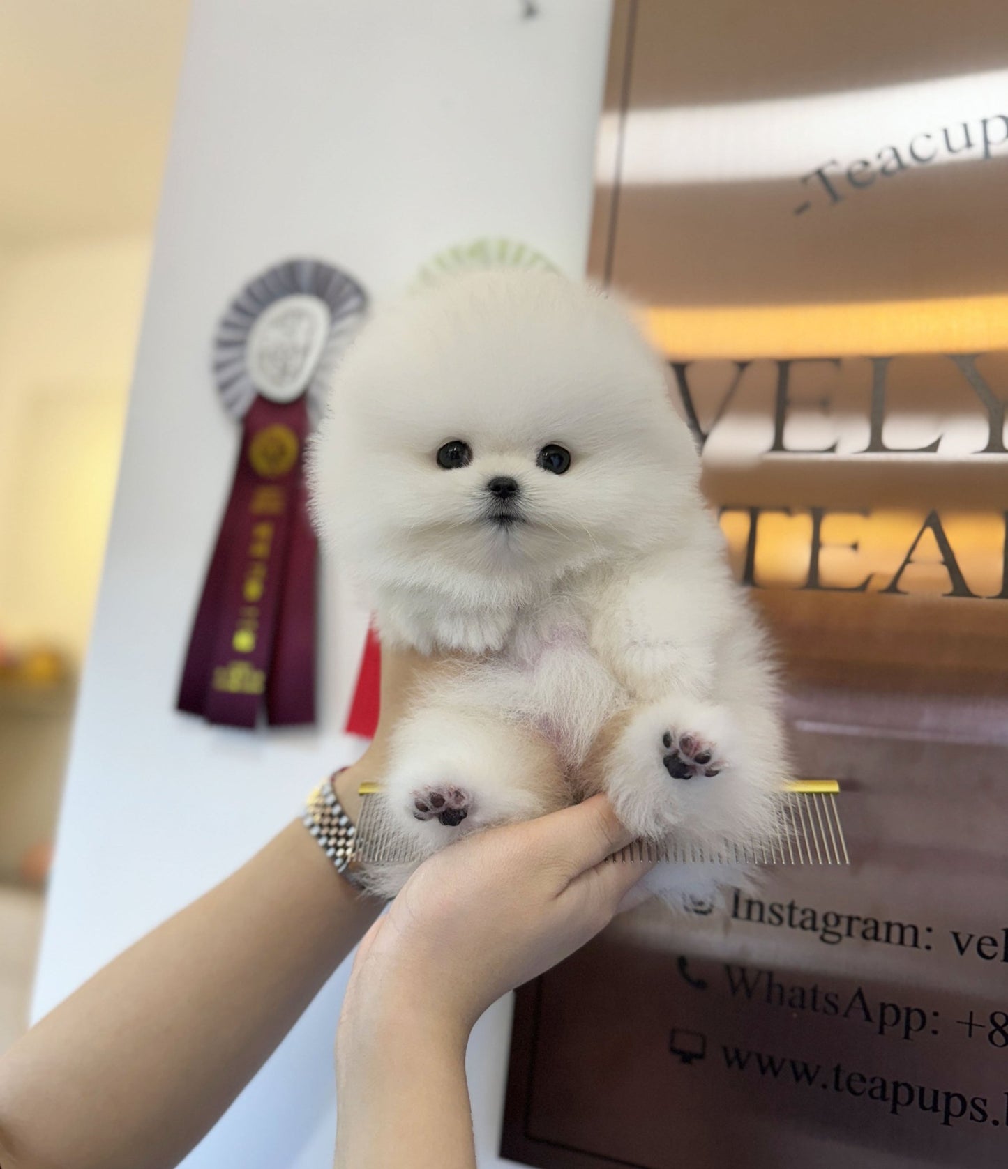 Pomeranian - Boom boom(Male) - Beautiful puppy teacup puppy with adorable features available for adoption from Velydog