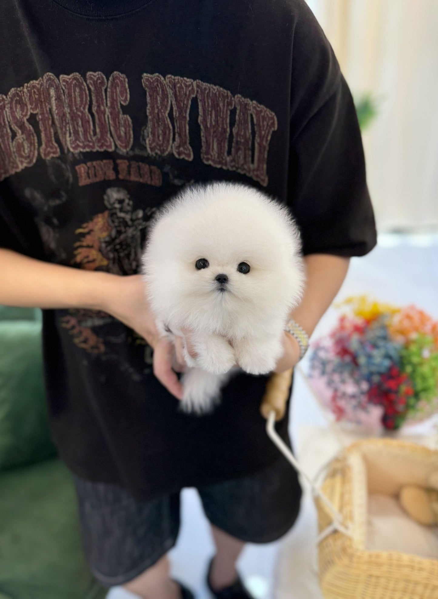 Pomeranian - Boom boom(Male) - Beautiful puppy teacup puppy with adorable features available for adoption from Velydog