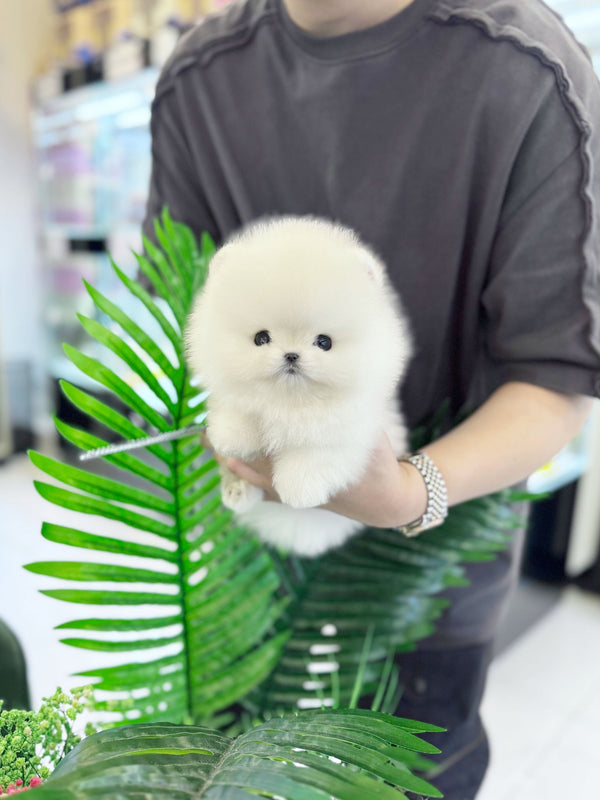 Pomeranian - Bruno(Male) - Beautiful puppy teacup puppy with adorable features available for adoption from Velydog