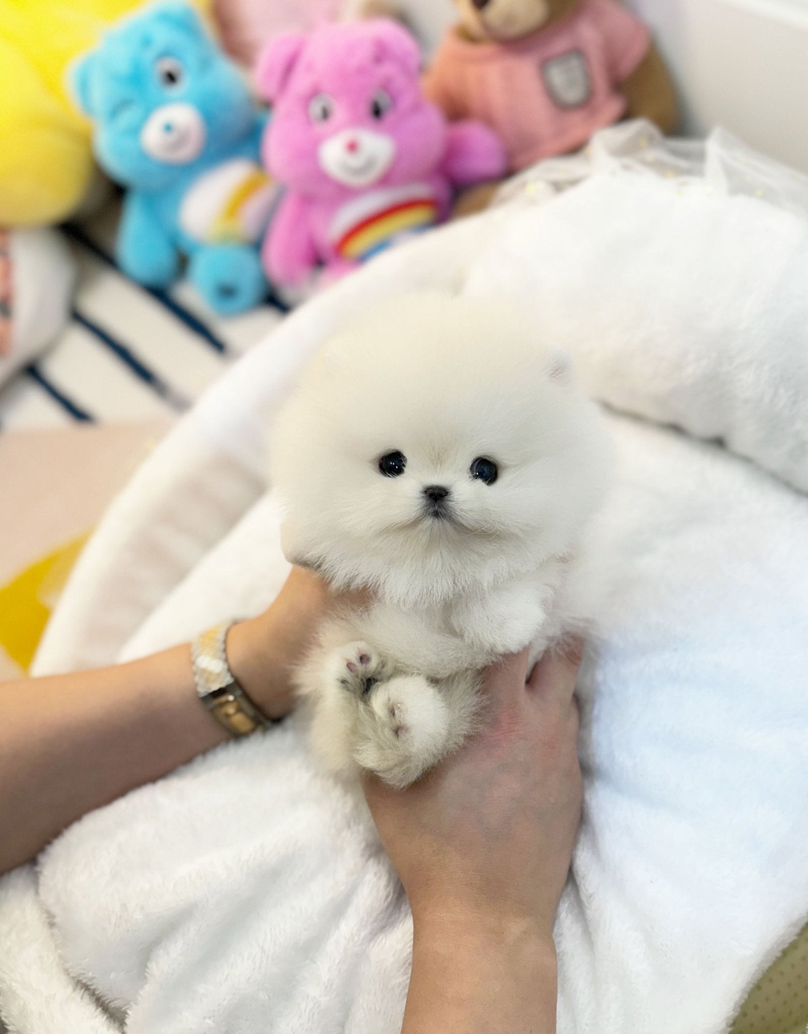 Pomeranian - Bruno(Male) - Beautiful puppy teacup puppy with adorable features available for adoption from Velydog