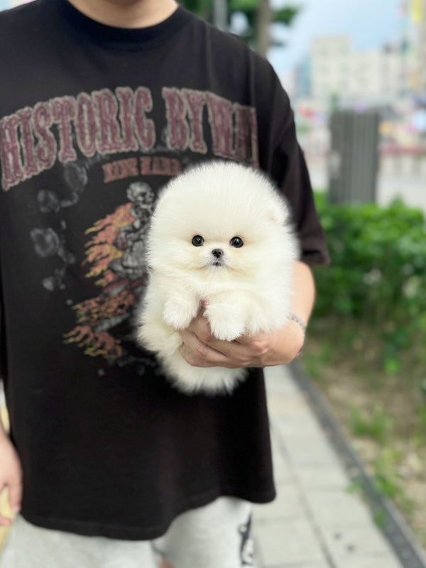 Pomeranian - Bubble(Male) - Beautiful puppy teacup puppy with adorable features available for adoption from Velydog