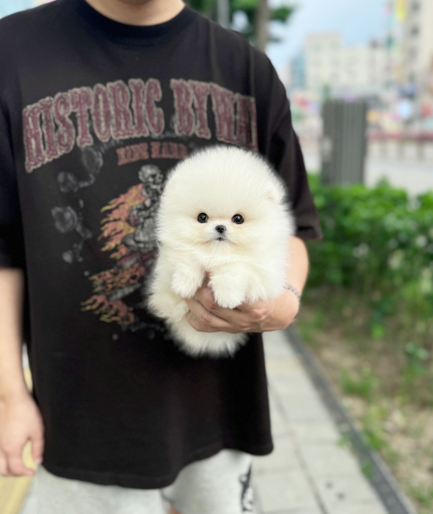 Pomeranian - Bubble(Male) - Beautiful puppy teacup puppy with adorable features available for adoption from Velydog