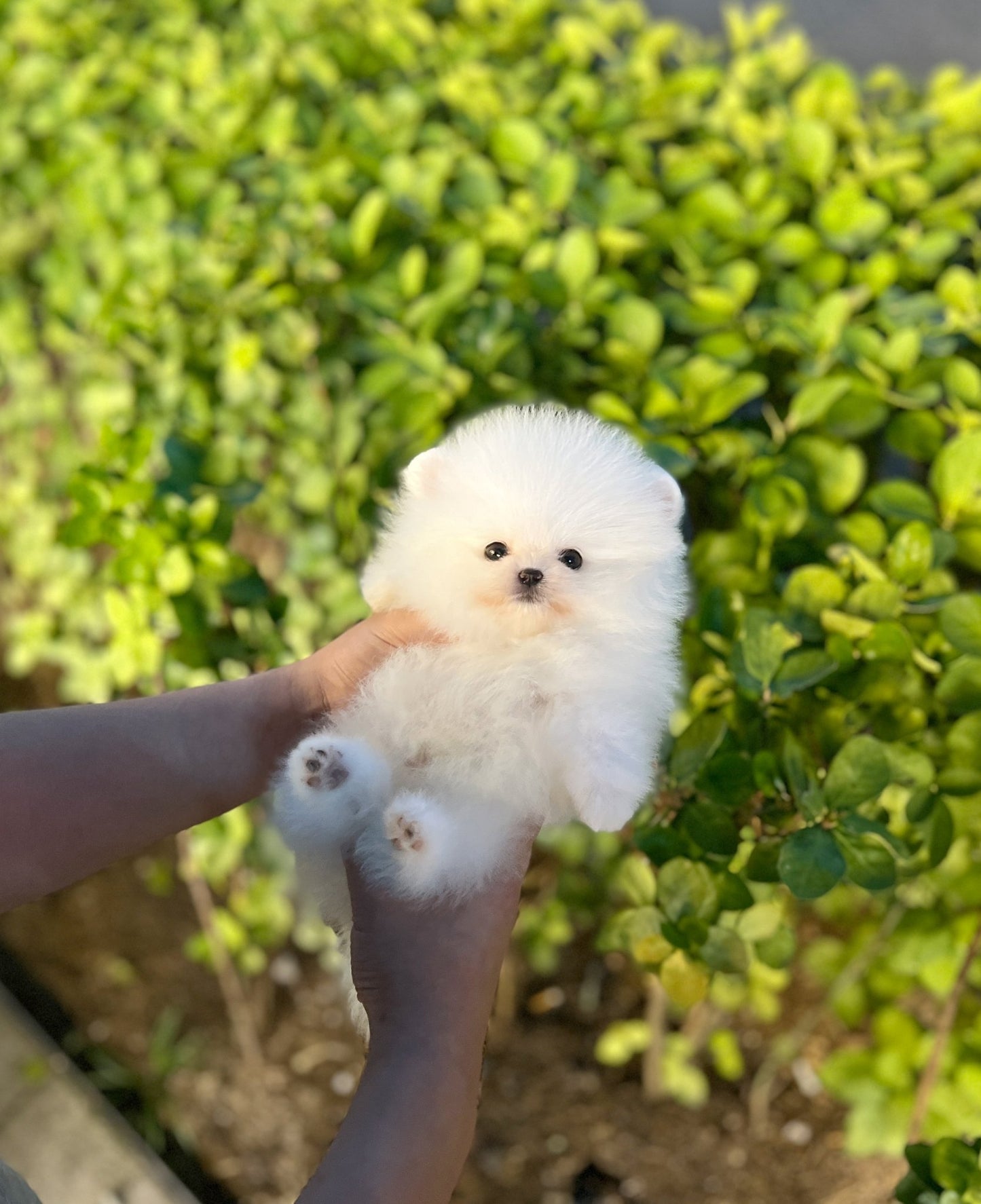 Pomeranian - Bully - Beautiful puppy teacup puppy with adorable features available for adoption from Velydog