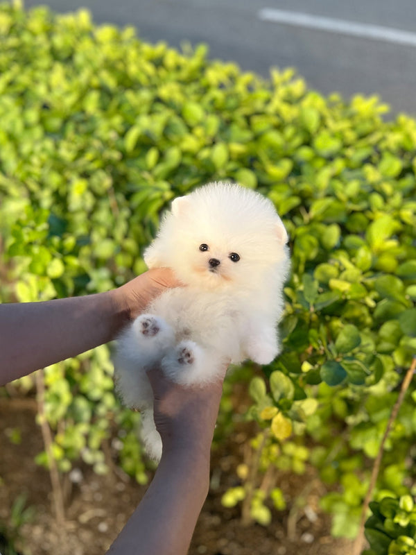 Pomeranian - Bully - Beautiful puppy teacup puppy with adorable features available for adoption from Velydog