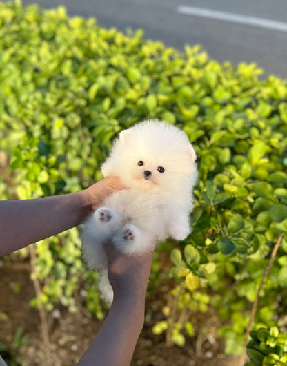 Pomeranian - Bully - Beautiful puppy teacup puppy with adorable features available for adoption from Velydog