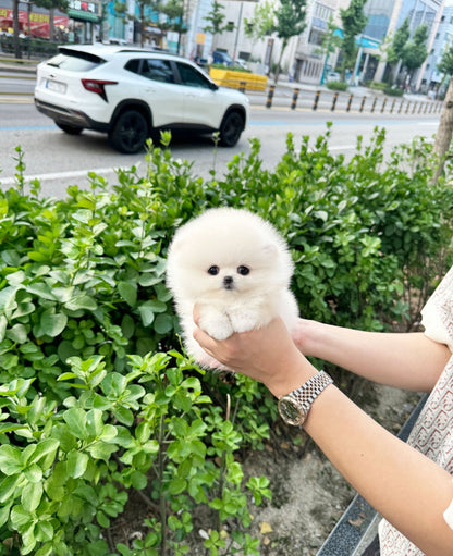 Pomeranian - Bunny(Female) - Beautiful puppy teacup puppy with adorable features available for adoption from Velydog