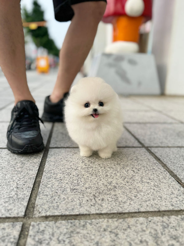 Pomeranian - Bunny(Female) - Beautiful puppy teacup puppy with adorable features available for adoption from Velydog