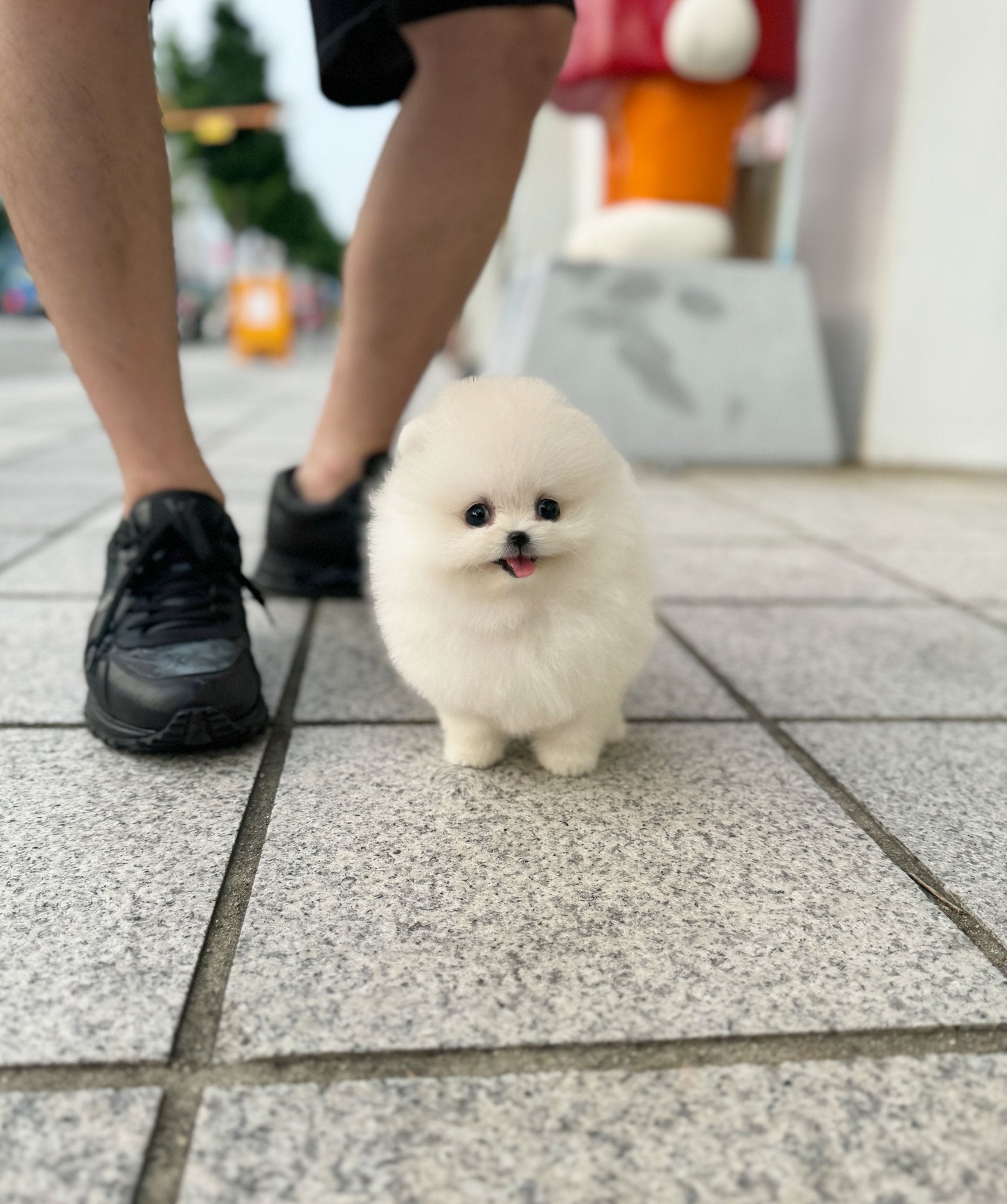 Pomeranian - Bunny(Female) - Beautiful puppy teacup puppy with adorable features available for adoption from Velydog