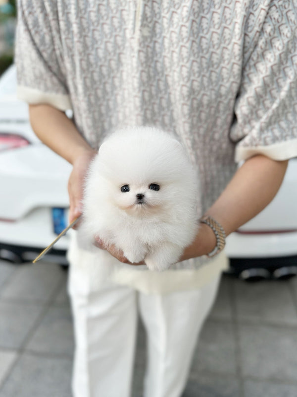 Pomeranian - Burch(Female) - Beautiful puppy teacup puppy with adorable features available for adoption from Velydog
