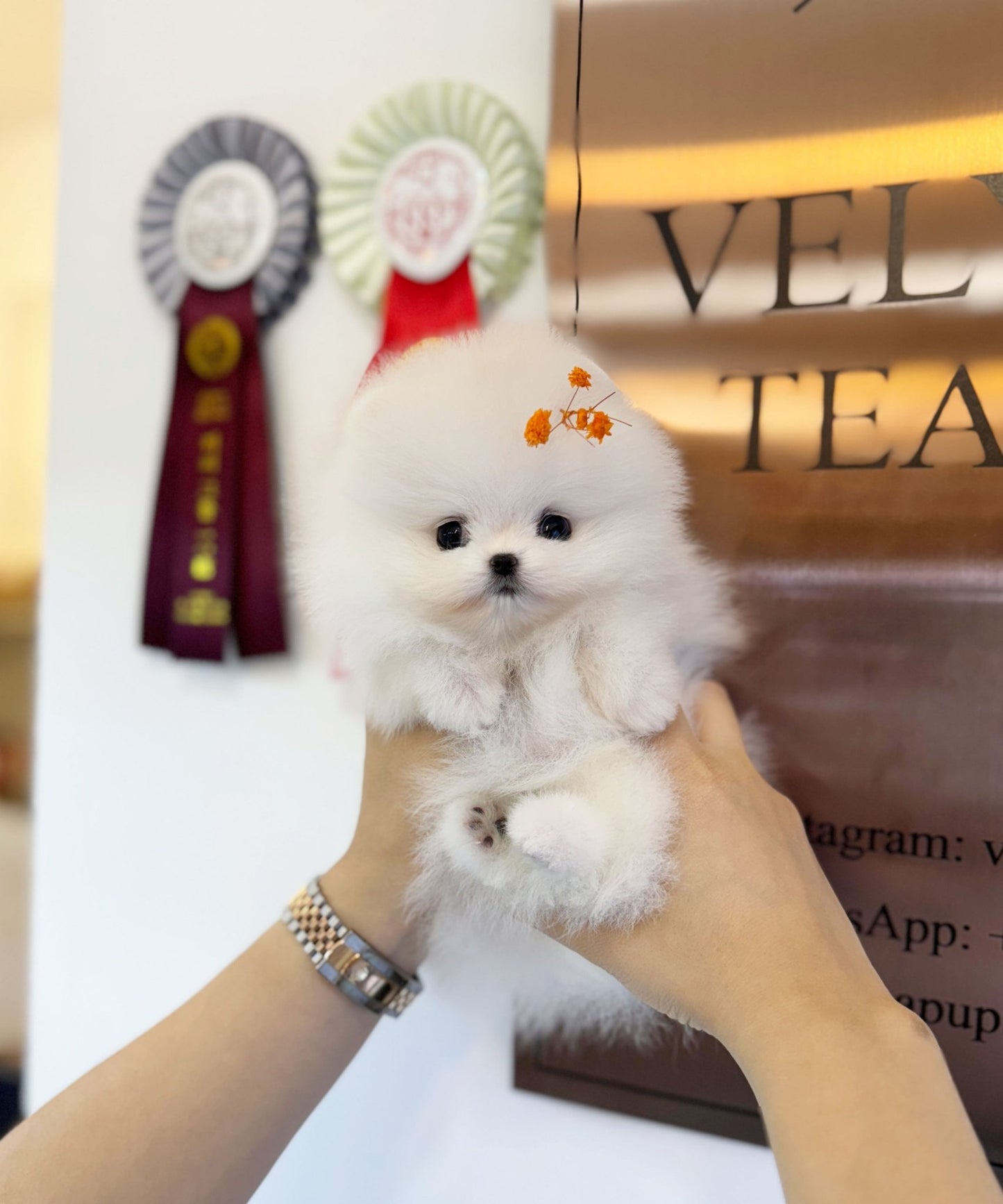 Pomeranian - Burch(Female) - Beautiful puppy teacup puppy with adorable features available for adoption from Velydog