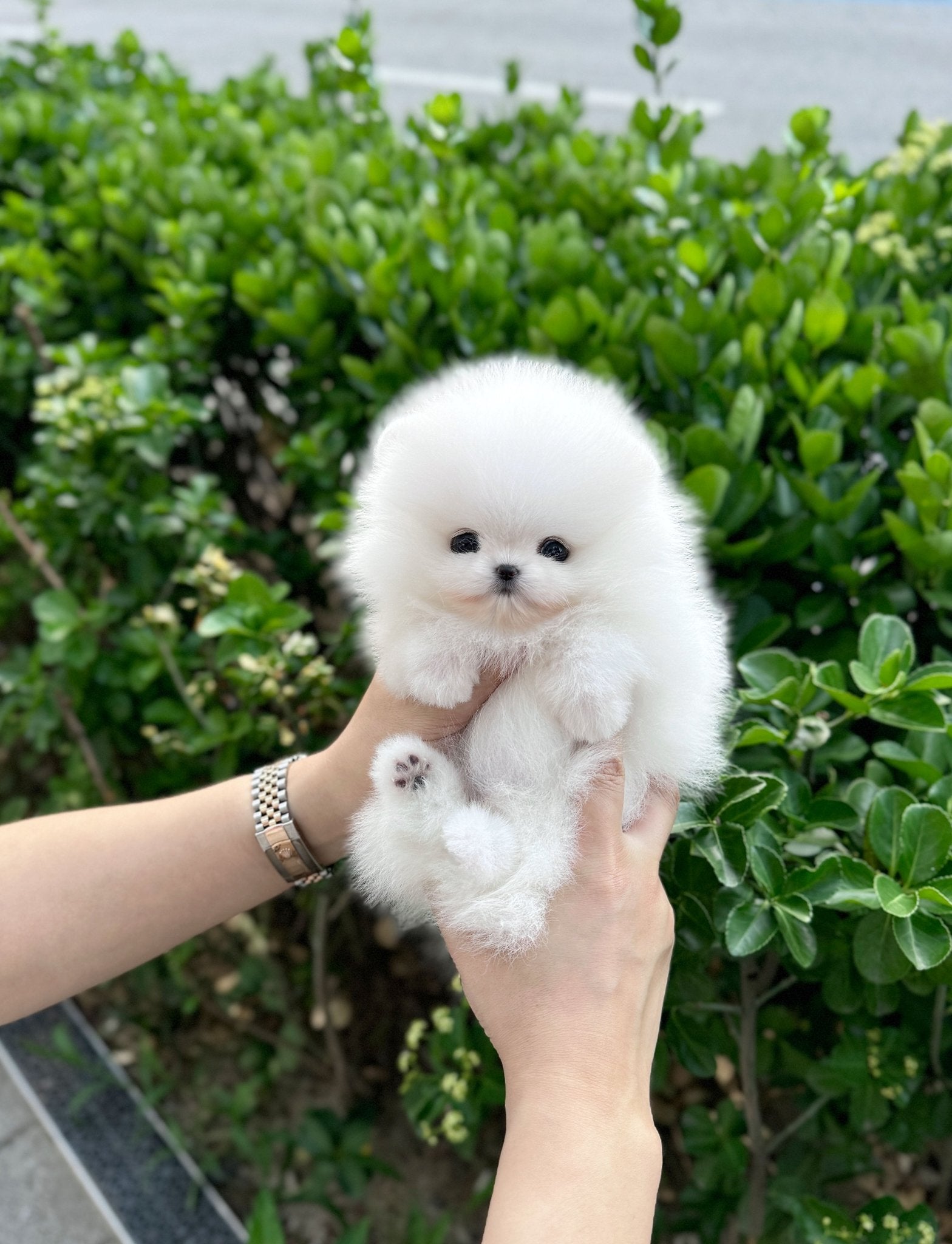 Pomeranian - Burch(Female) - Beautiful puppy teacup puppy with adorable features available for adoption from Velydog