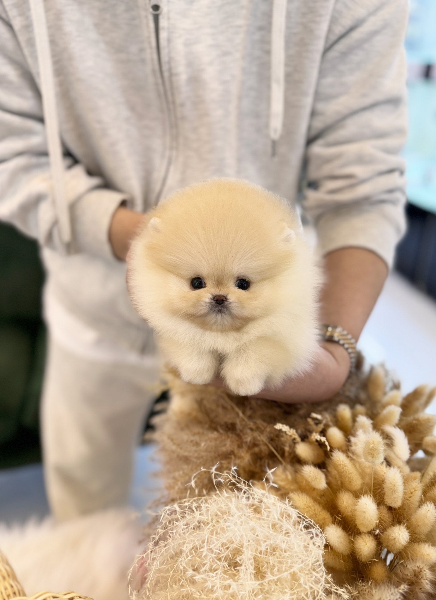 Pomeranian - Butter(Female) - Beautiful puppy teacup puppy with adorable features available for adoption from Velydog