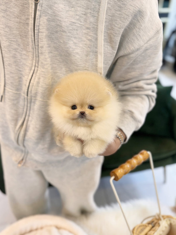 Pomeranian - Butter(Female) - Beautiful puppy teacup puppy with adorable features available for adoption from Velydog