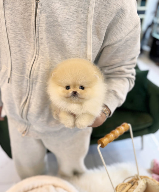 Pomeranian - Butter(Female) - Beautiful puppy teacup puppy with adorable features available for adoption from Velydog