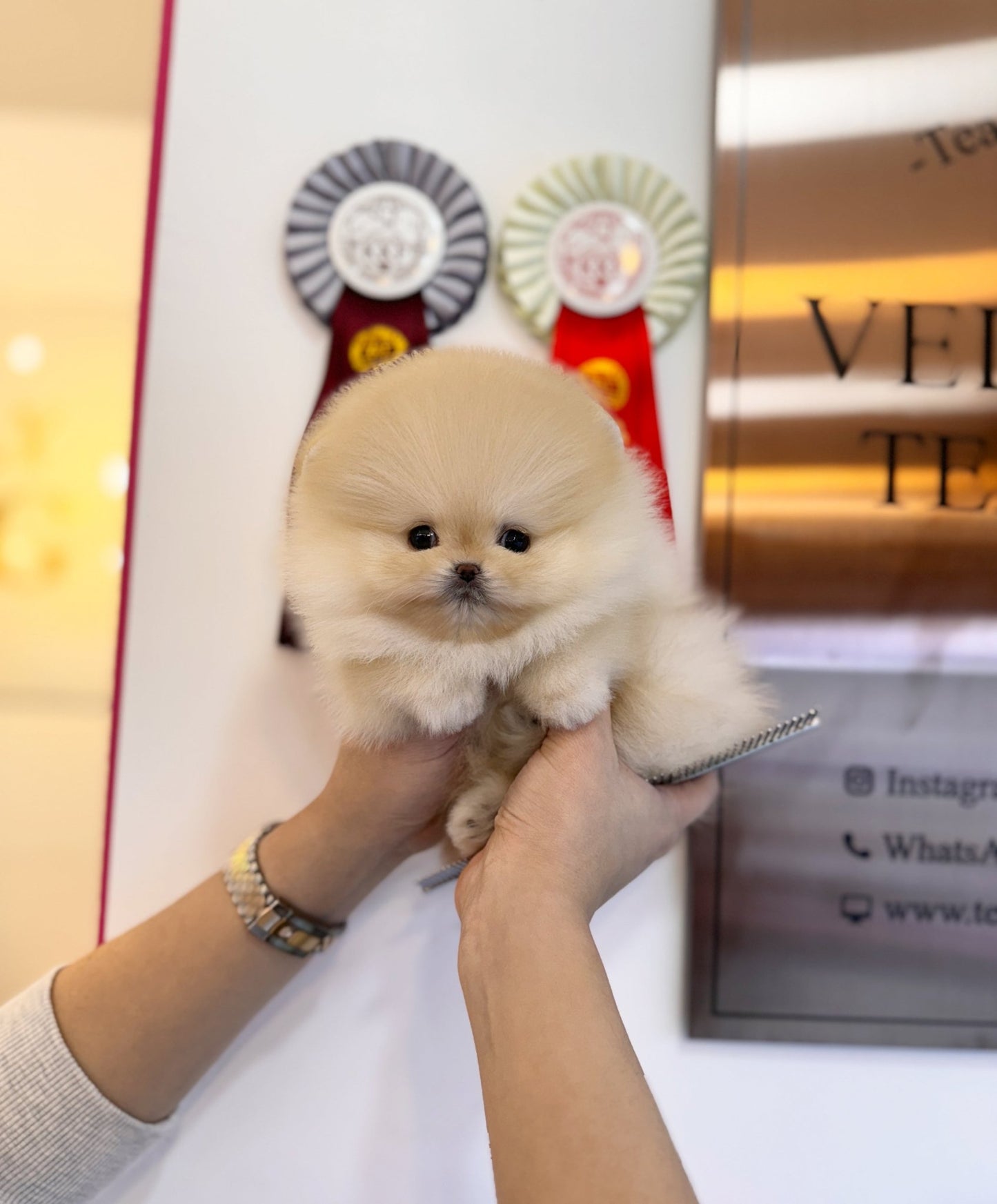 Pomeranian - Butter(Female) - Beautiful puppy teacup puppy with adorable features available for adoption from Velydog