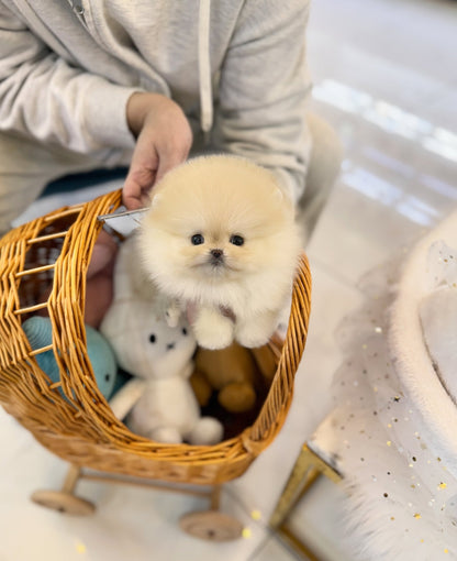 Pomeranian - Butter(Female) - Beautiful puppy teacup puppy with adorable features available for adoption from Velydog