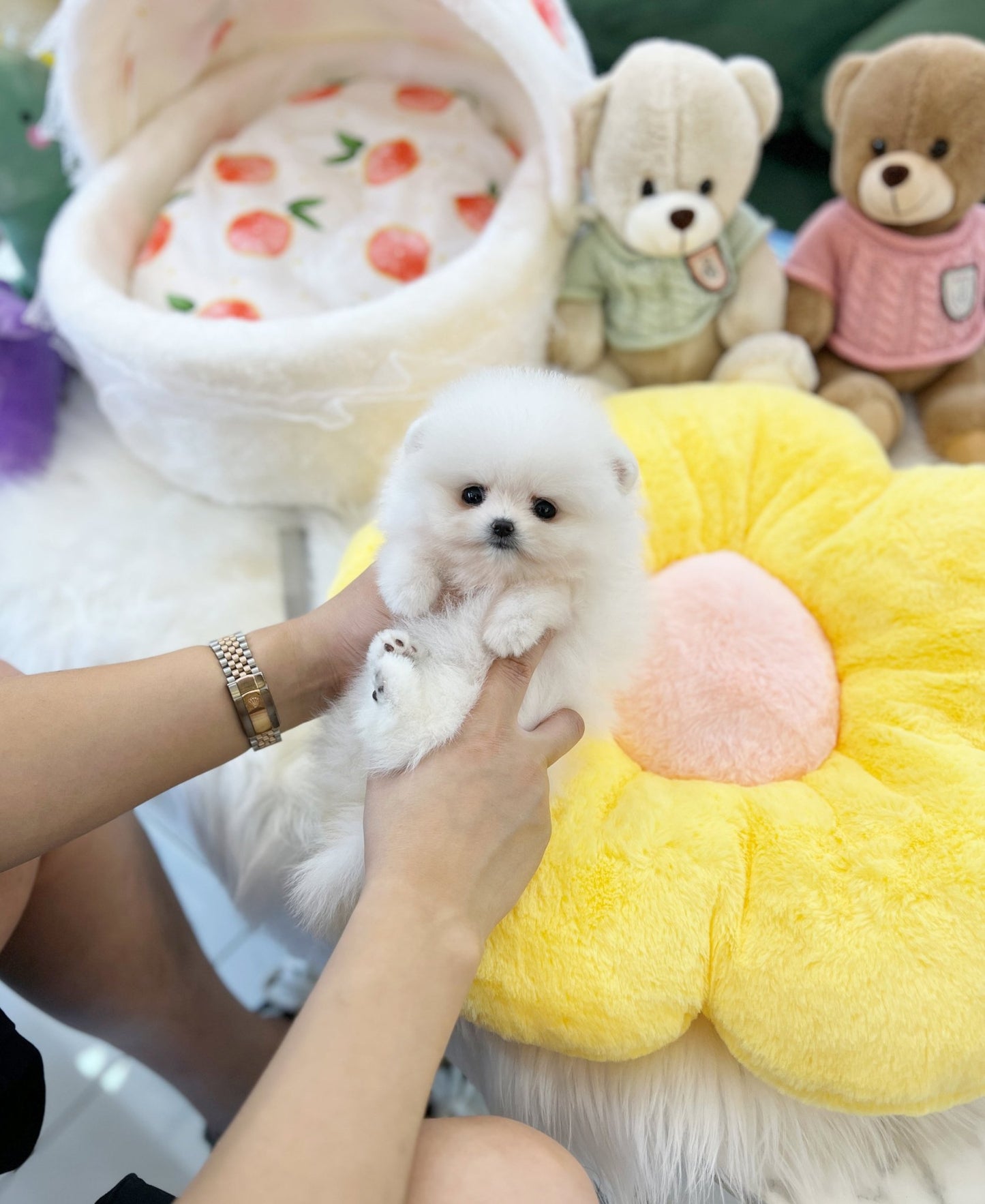 Pomeranian - Candy(Female) - Beautiful puppy teacup puppy with adorable features available for adoption from Velydog