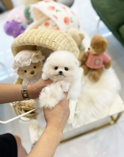 Pomeranian - Candy(Female) - Beautiful puppy teacup puppy with adorable features available for adoption from Velydog