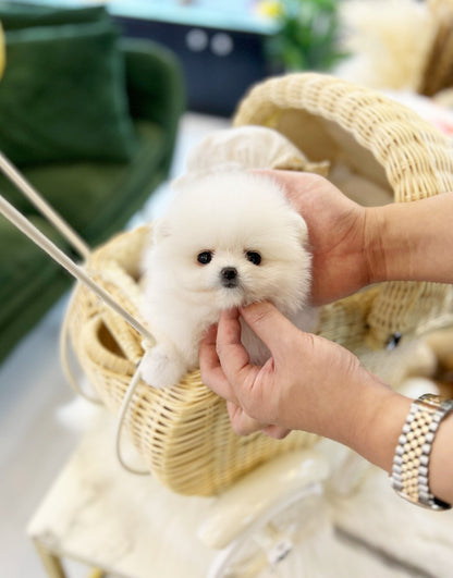 Pomeranian - Candy(Female) - Beautiful puppy teacup puppy with adorable features available for adoption from Velydog