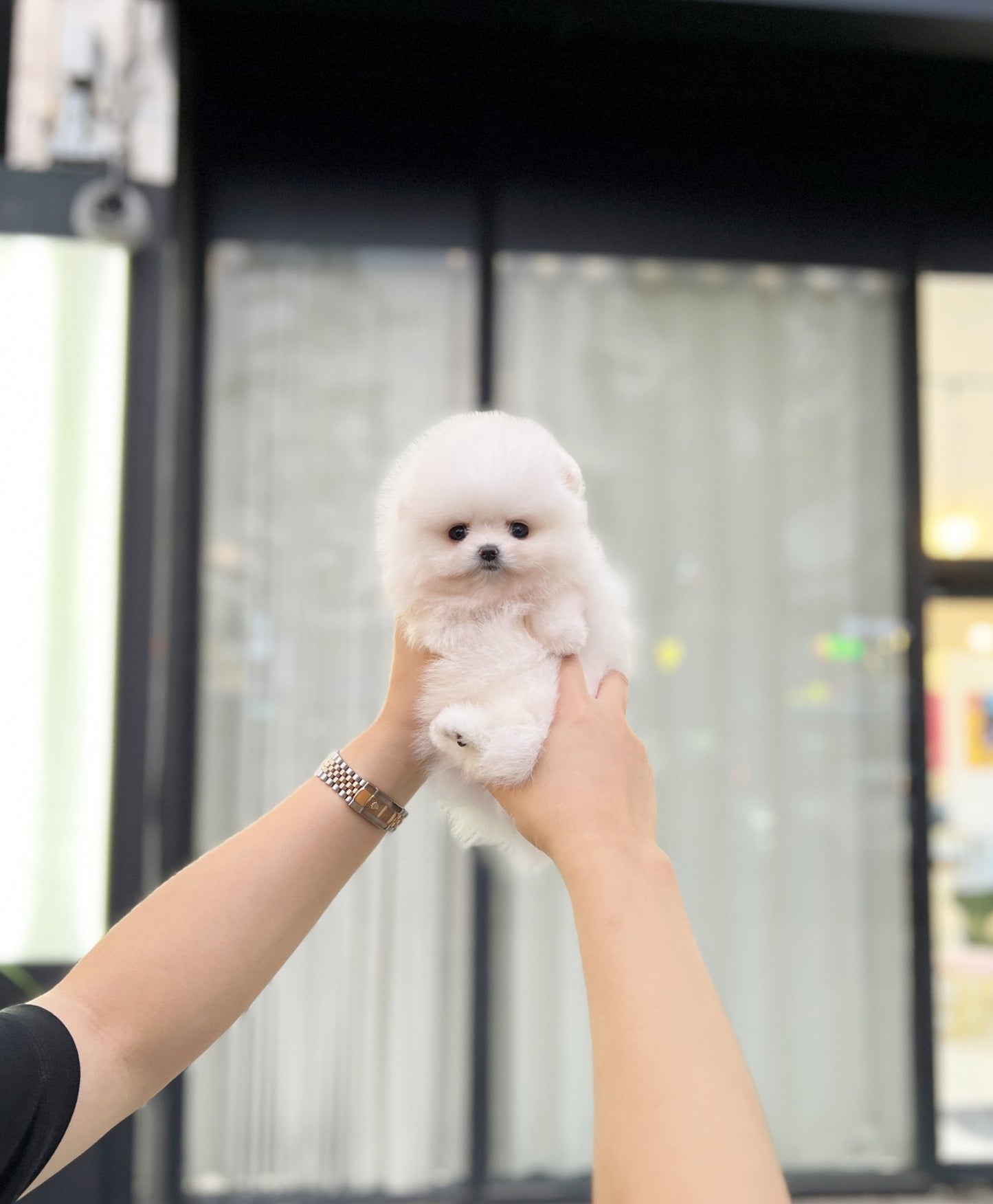 Pomeranian - Candy(Female) - Beautiful puppy teacup puppy with adorable features available for adoption from Velydog