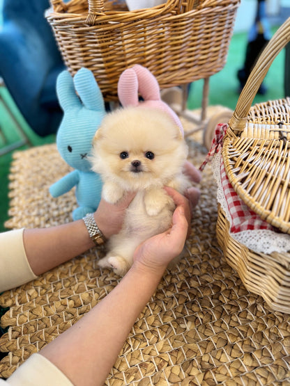 Pomeranian - Carmang(Female) - Beautiful puppy teacup puppy with adorable features available for adoption from Velydog