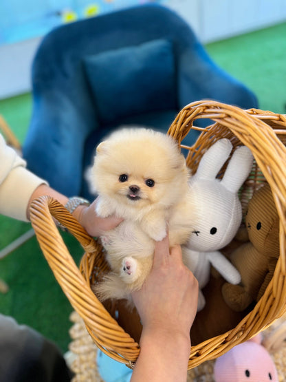 Pomeranian - Carmang(Female) - Beautiful puppy teacup puppy with adorable features available for adoption from Velydog