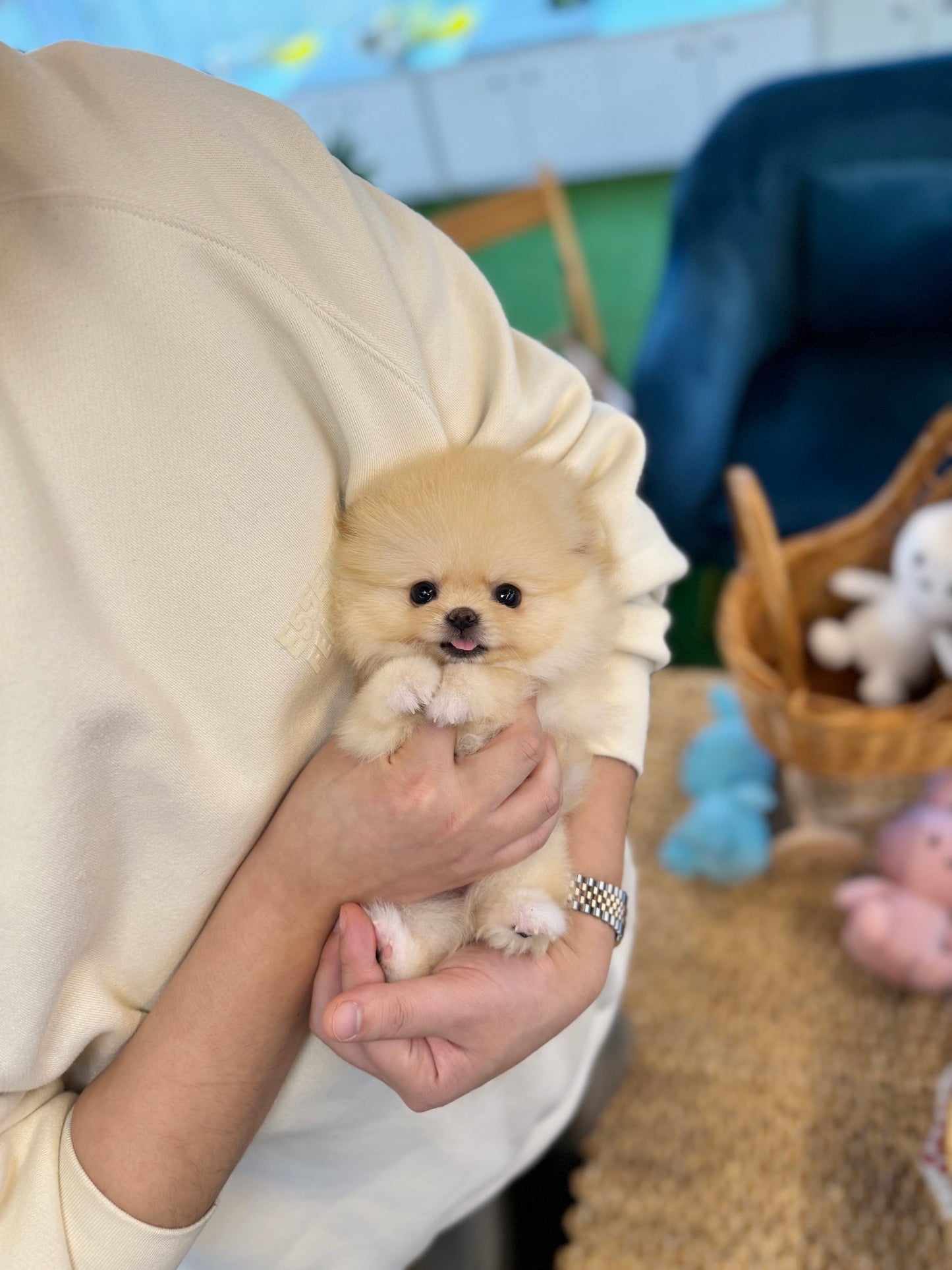 Pomeranian - Carmang(Female) - Beautiful puppy teacup puppy with adorable features available for adoption from Velydog