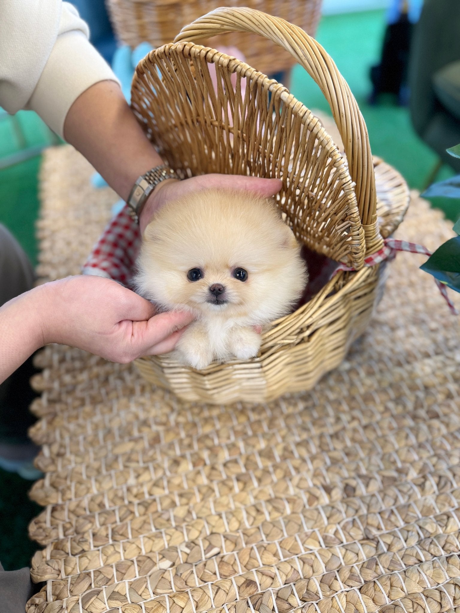 Pomeranian - Carmang(Female) - Beautiful puppy teacup puppy with adorable features available for adoption from Velydog