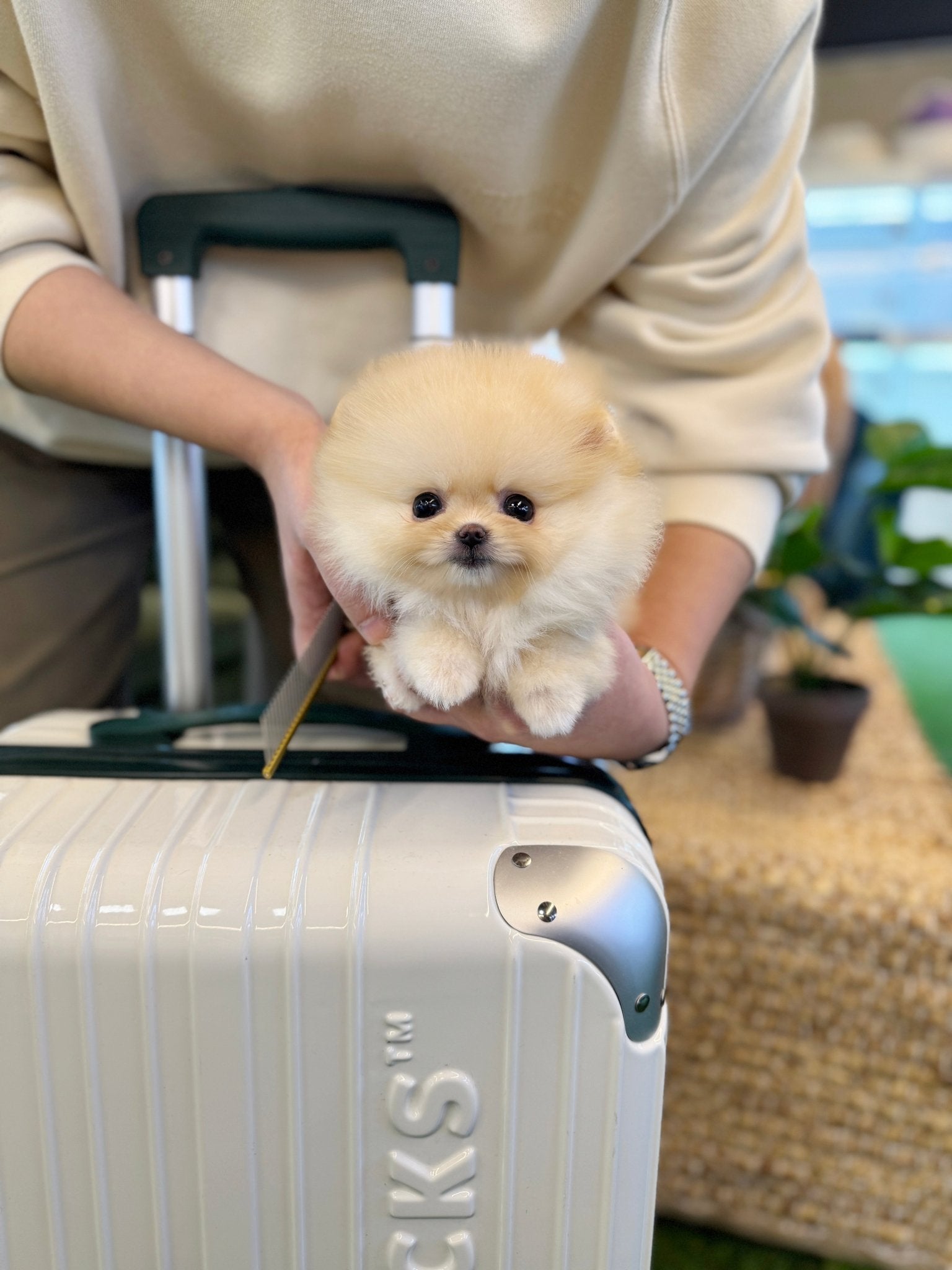 Pomeranian - Carmang(Female) - Beautiful puppy teacup puppy with adorable features available for adoption from Velydog