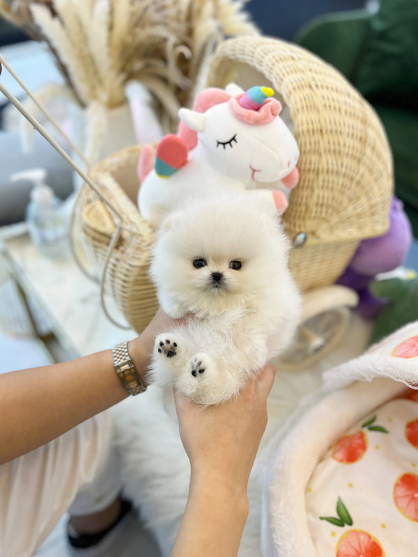 Pomeranian - Casper(Female) - Beautiful puppy teacup puppy with adorable features available for adoption from Velydog