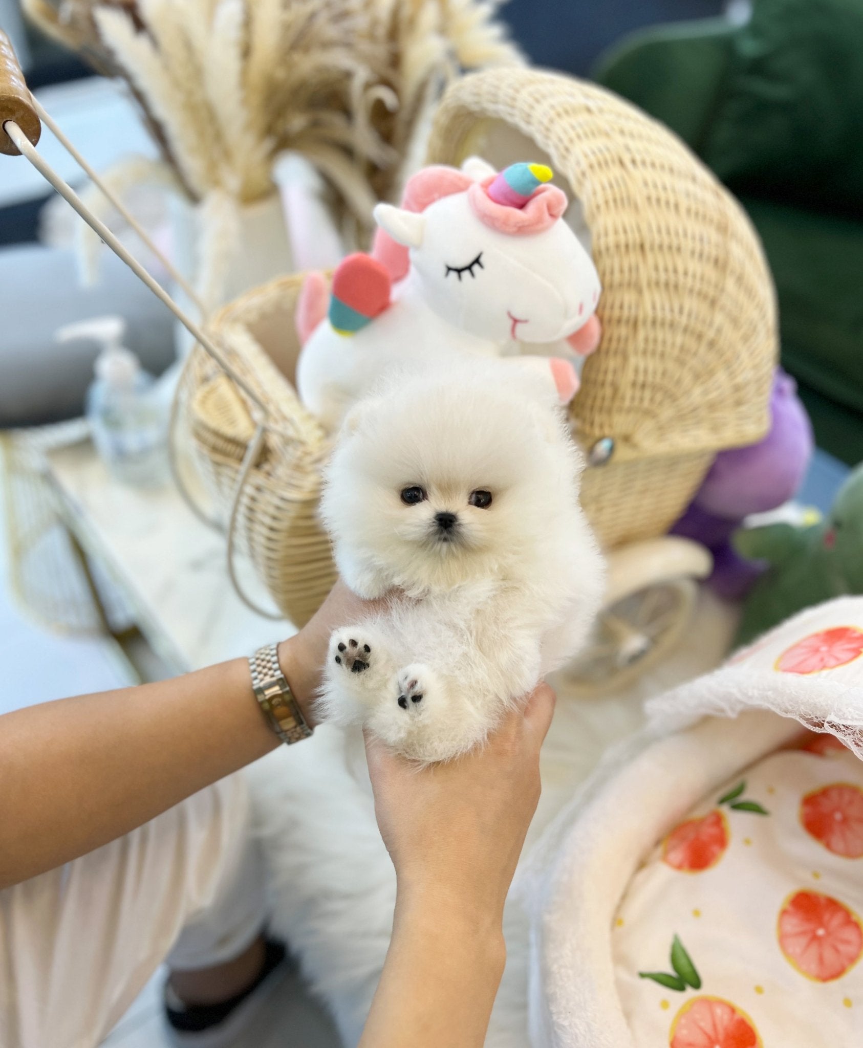 Pomeranian - Casper(Female) - Beautiful puppy teacup puppy with adorable features available for adoption from Velydog