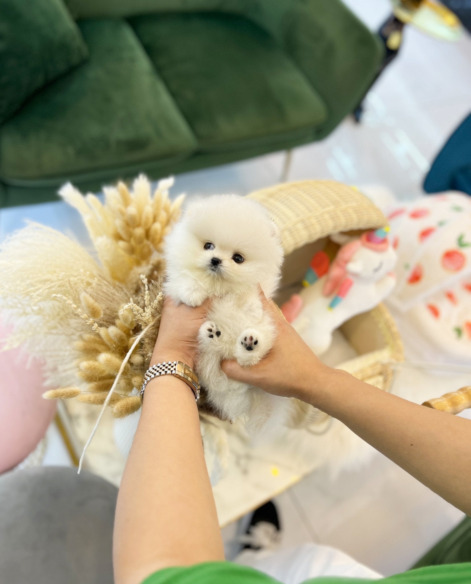 Pomeranian - Casper(Female) - Beautiful puppy teacup puppy with adorable features available for adoption from Velydog