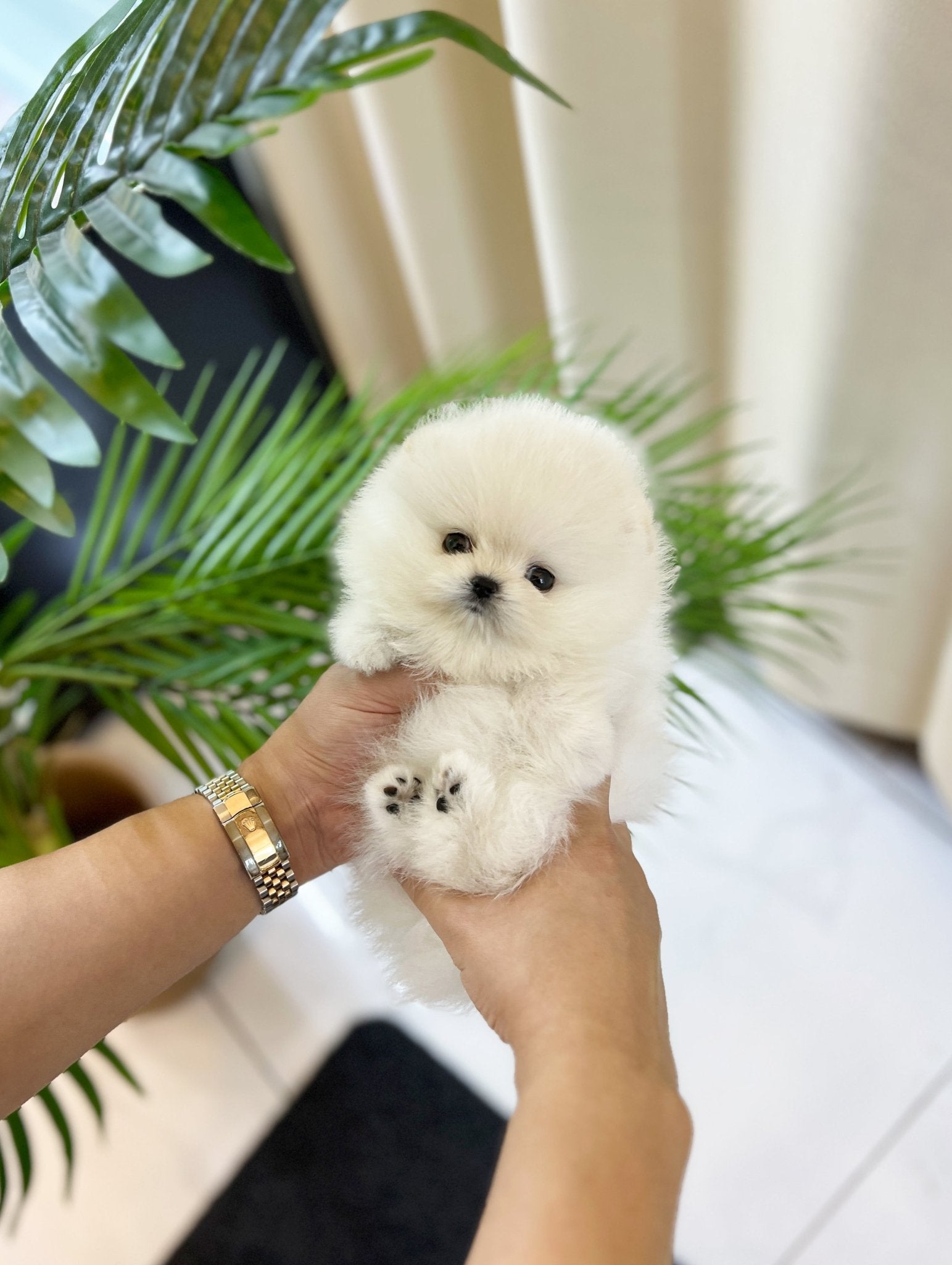 Pomeranian - Casper(Female) - Beautiful puppy teacup puppy with adorable features available for adoption from Velydog