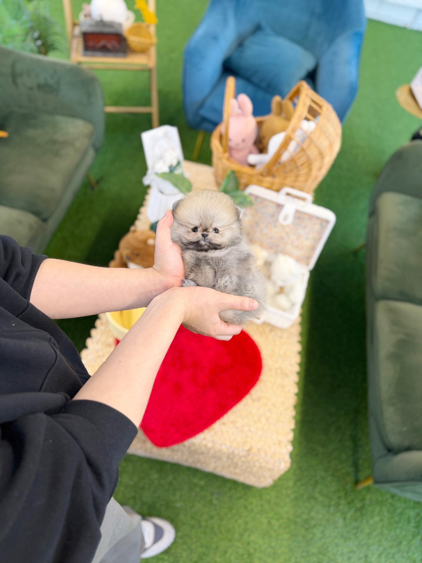 Pomeranian - Celly(Female) - Beautiful puppy teacup puppy with adorable features available for adoption from Velydog