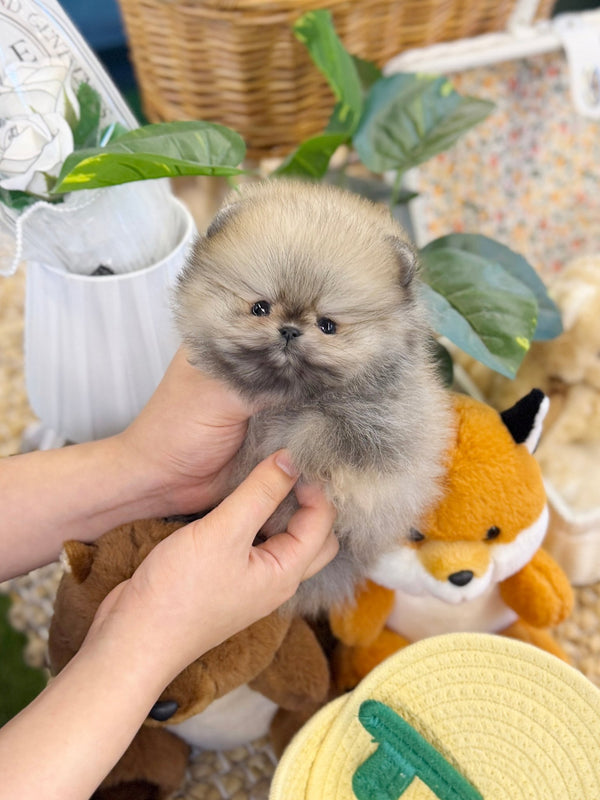 Pomeranian - Celly(Female) - Beautiful puppy teacup puppy with adorable features available for adoption from Velydog