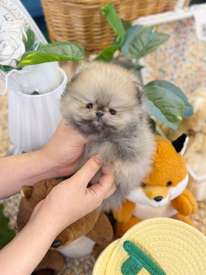 Pomeranian - Celly(Female) - Beautiful puppy teacup puppy with adorable features available for adoption from Velydog