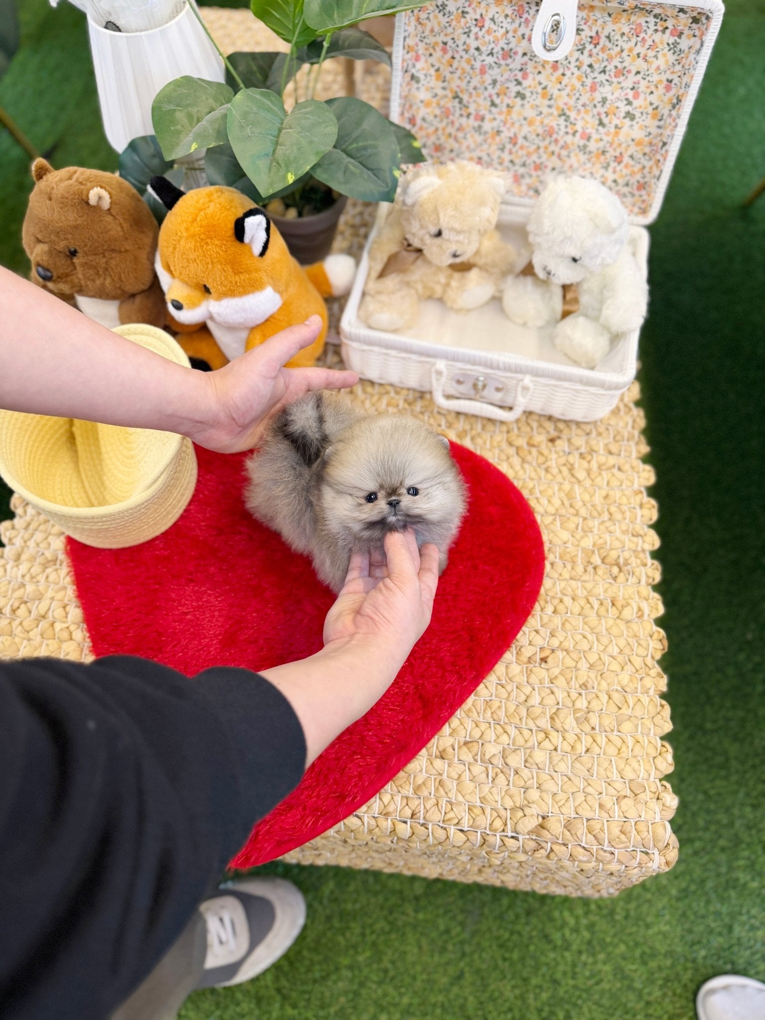 Pomeranian - Celly(Female) - Beautiful puppy teacup puppy with adorable features available for adoption from Velydog