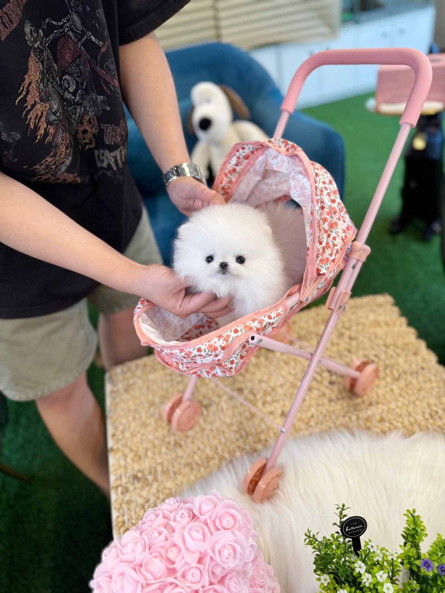 Pomeranian - Chaka(Male) - Beautiful puppy teacup puppy with adorable features available for adoption from Velydog