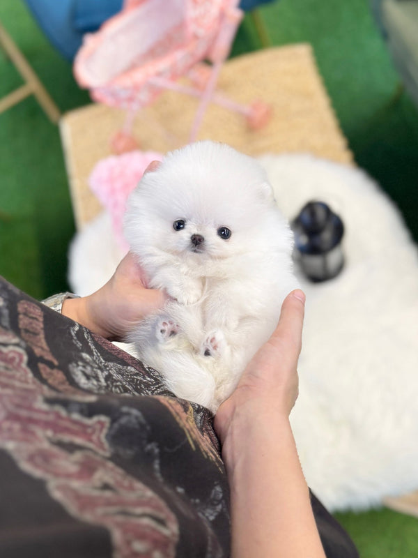 Pomeranian - Chaka(Male) - Beautiful puppy teacup puppy with adorable features available for adoption from Velydog