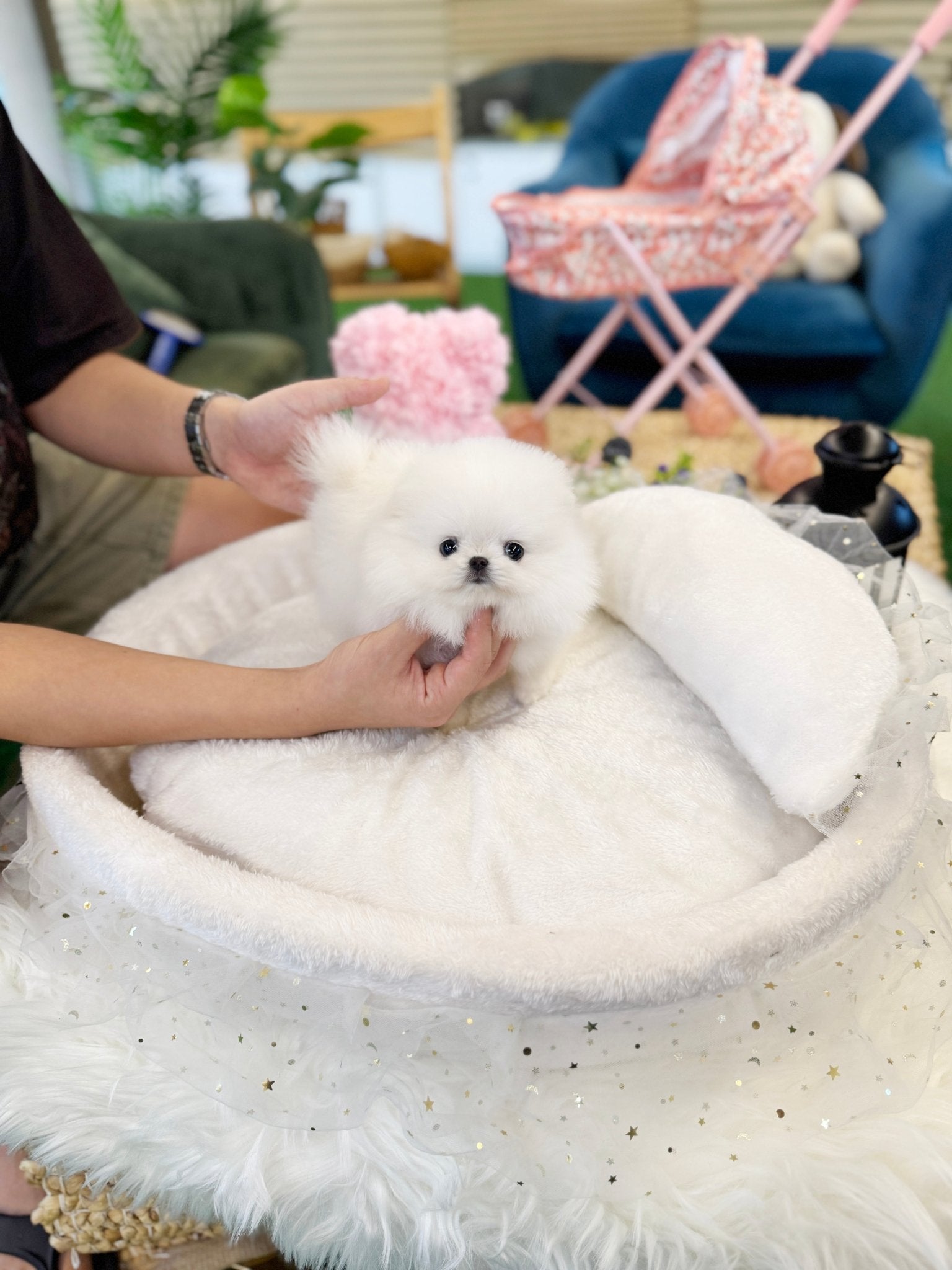 Pomeranian - Chaka(Male) - Beautiful puppy teacup puppy with adorable features available for adoption from Velydog