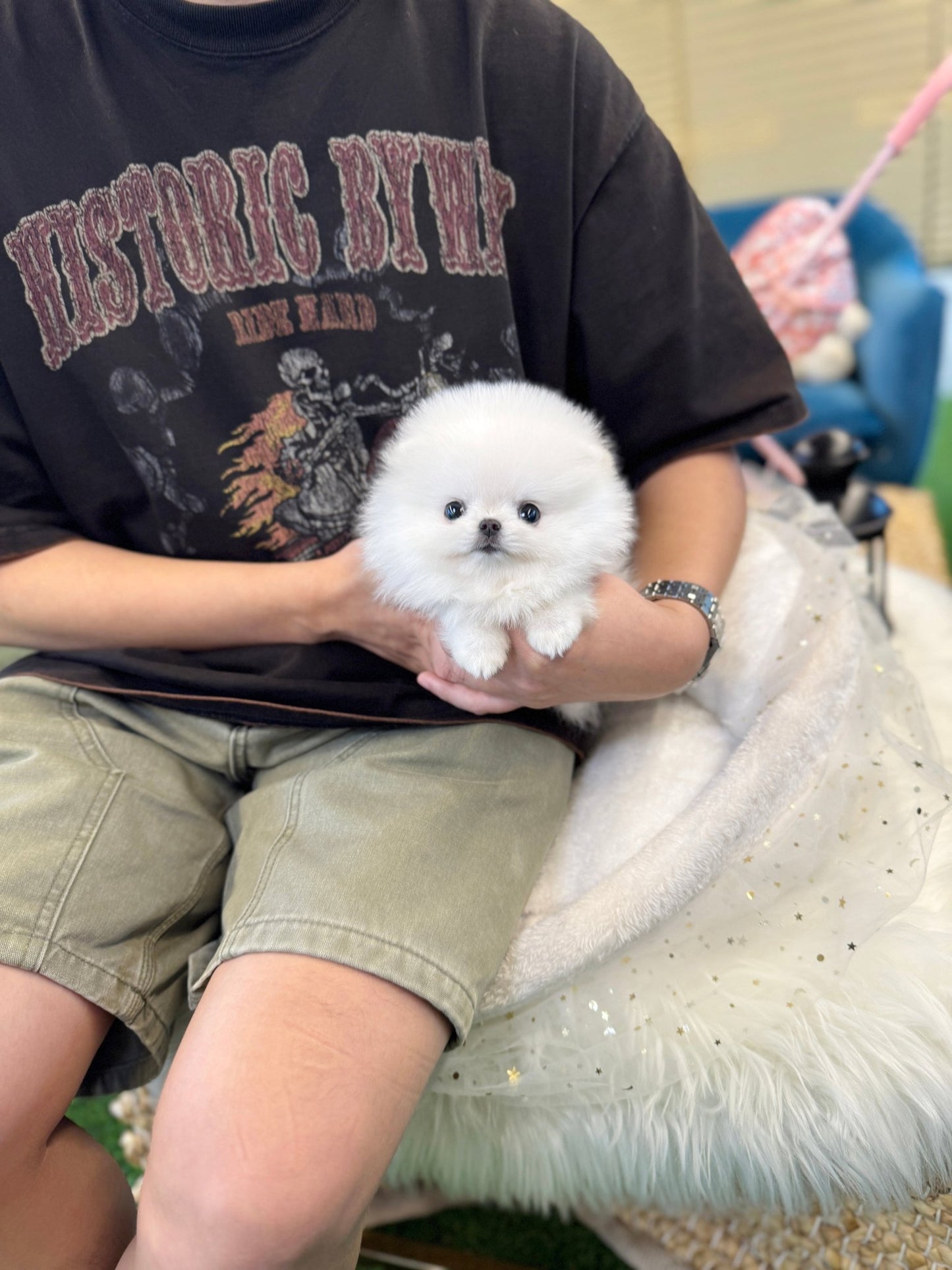Pomeranian - Chaka(Male) - Beautiful puppy teacup puppy with adorable features available for adoption from Velydog