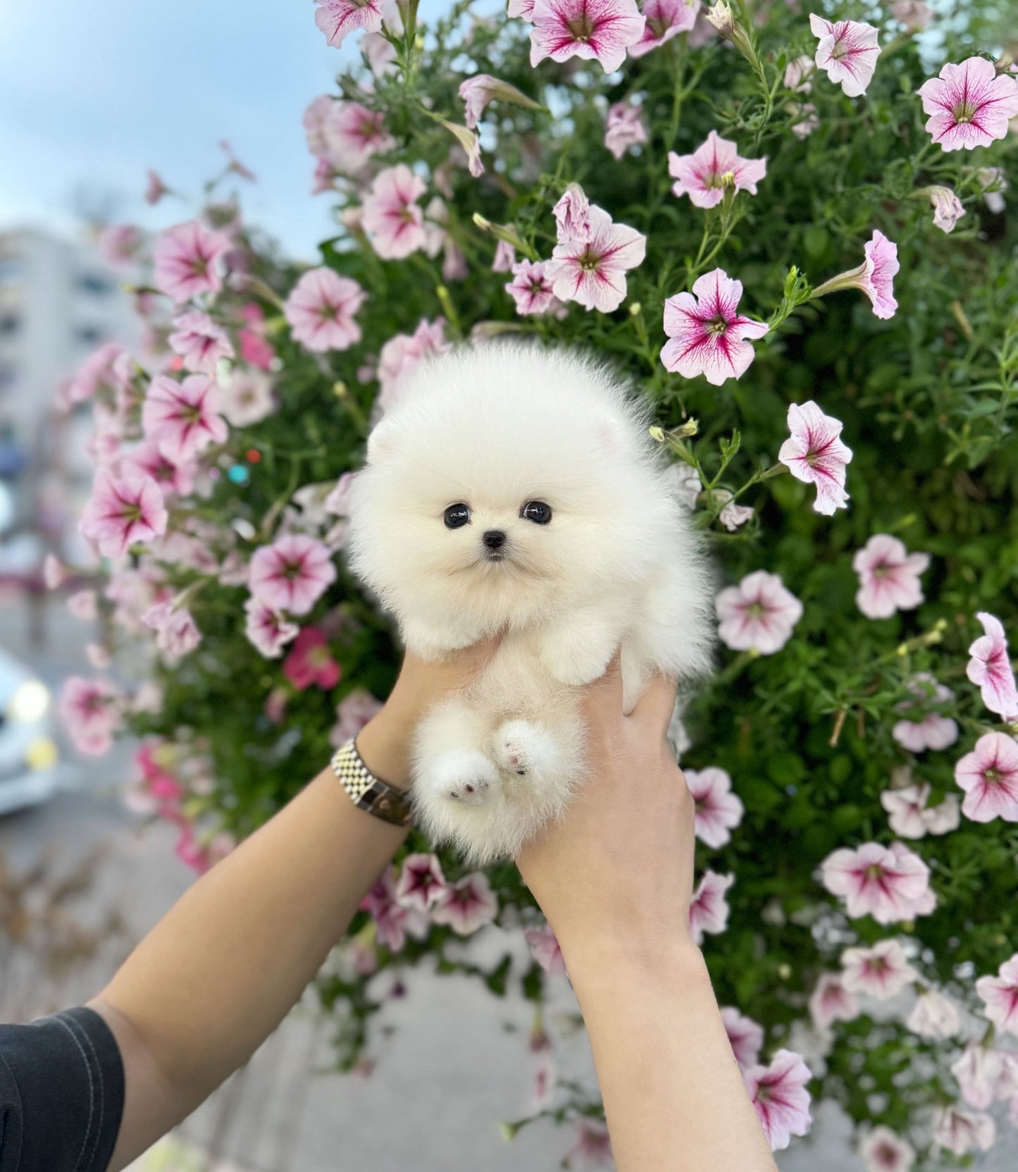 Pomeranian - Champ(Male) - Beautiful puppy teacup puppy with adorable features available for adoption from Velydog