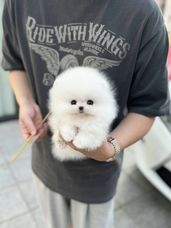 Pomeranian - Champ(Male) - Beautiful puppy teacup puppy with adorable features available for adoption from Velydog
