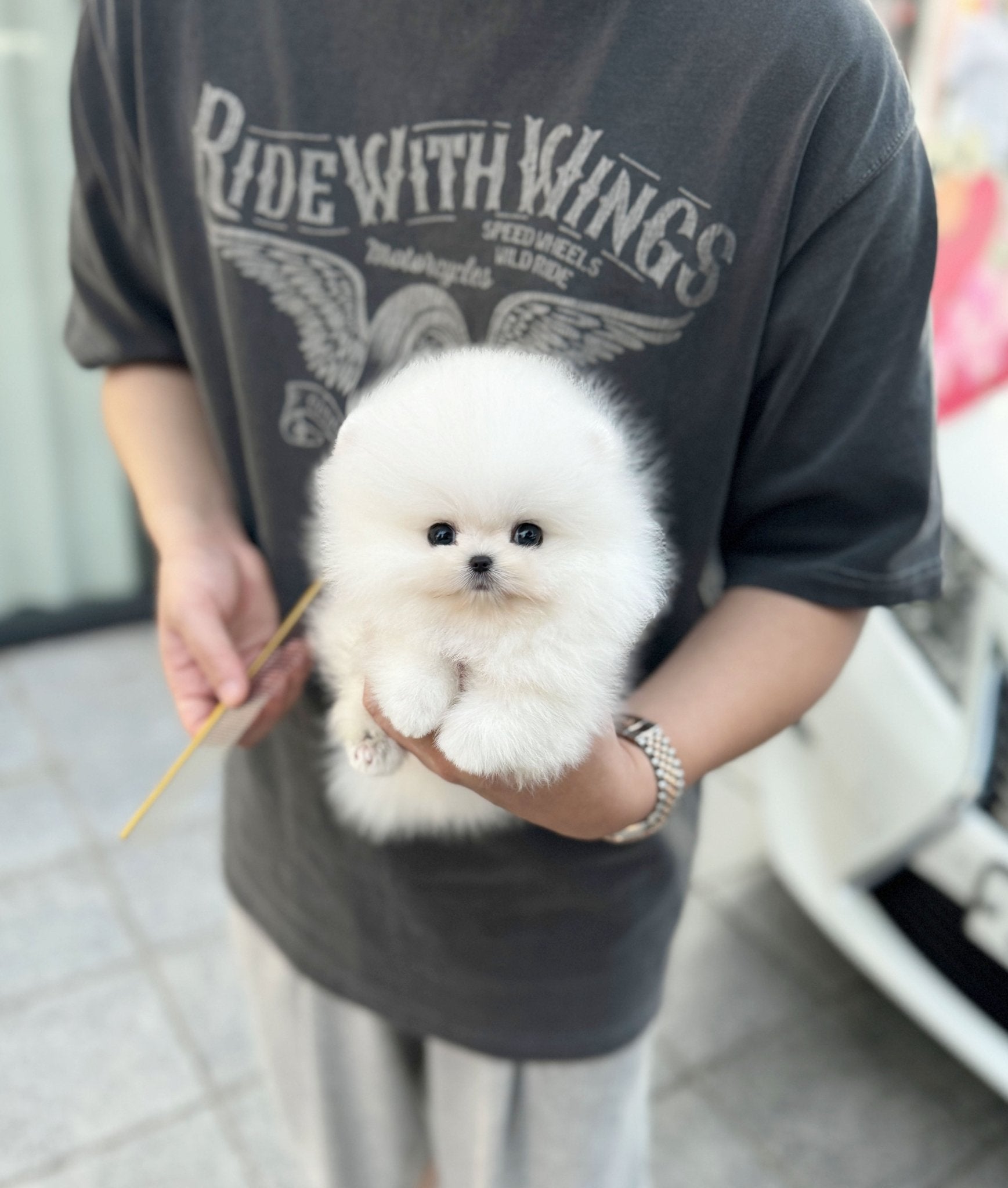 Pomeranian - Champ(Male) - Beautiful puppy teacup puppy with adorable features available for adoption from Velydog