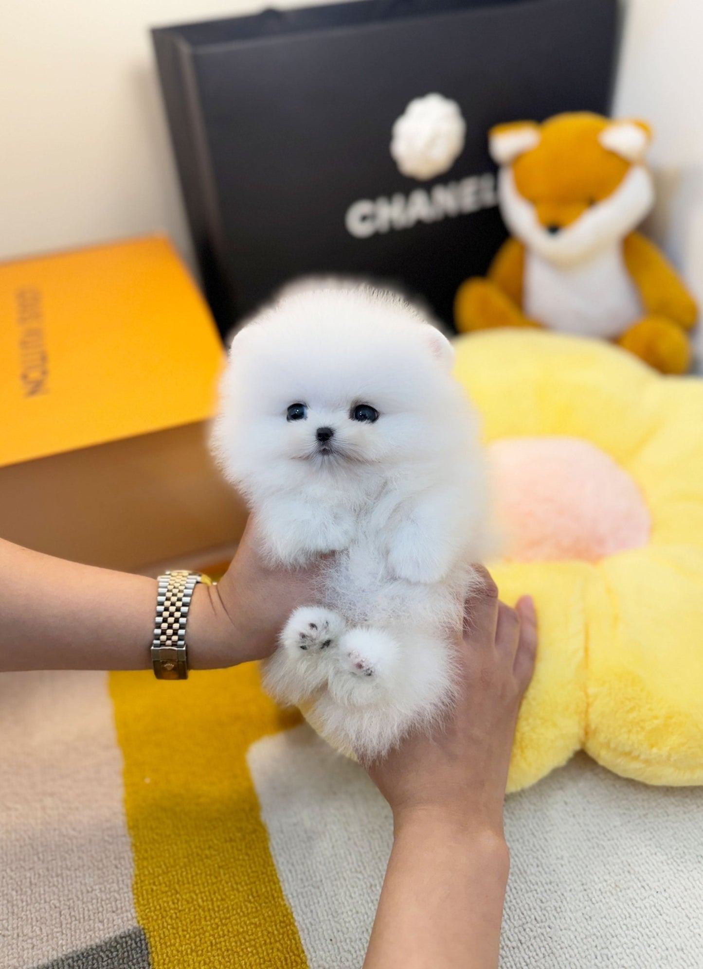 Pomeranian - Champ(Male) - Beautiful puppy teacup puppy with adorable features available for adoption from Velydog