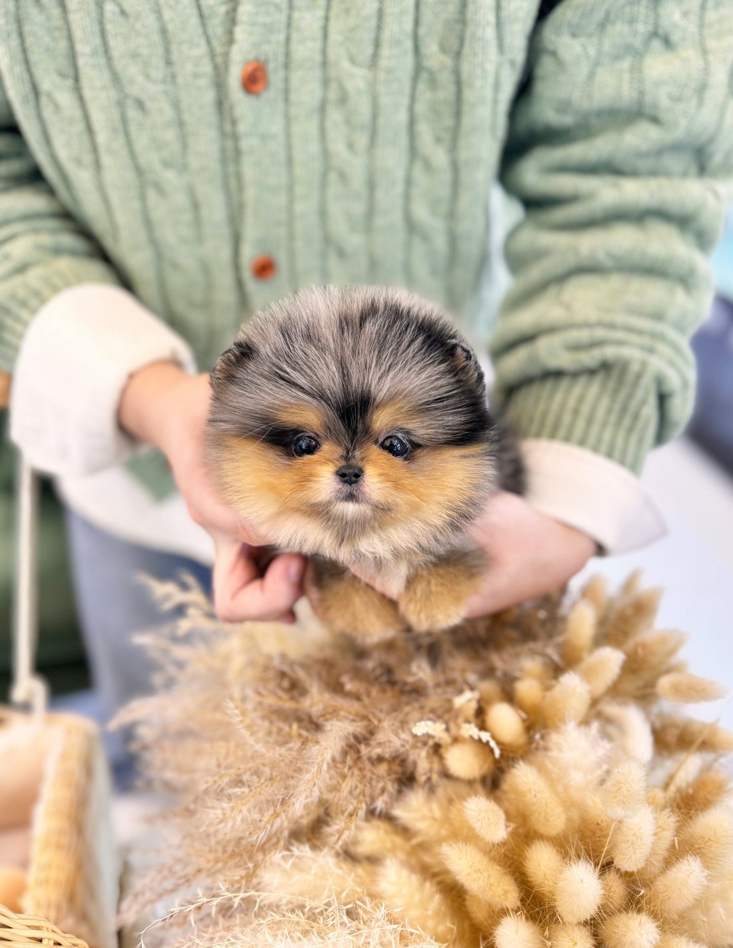 Pomeranian - Chanel(Female) - Beautiful puppy teacup puppy with adorable features available for adoption from Velydog